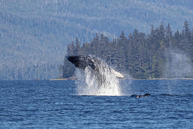 Ketchikan Whale Watching and Nature Tour - Searching Revillagigedo Island for wildlife