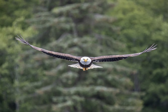 Ketchikan Whale Watching and Nature Tour - Why a private boat changes the day