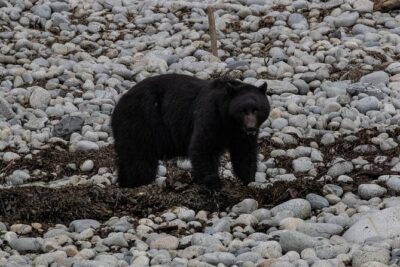 Ketchikan Whale Watching and Nature Tour