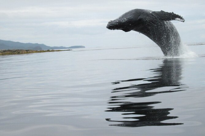 Ketchikan Whale Watching and Nature Tour - Who gets the most value from this tour