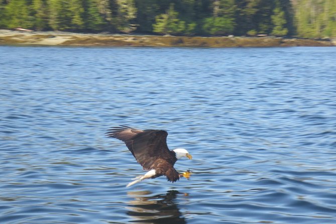 Ketchikan Whale Watching and Nature Tour - Timing, pickup, and weather concerns