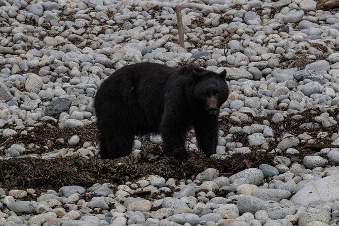 Ketchikan Whale Watching and Nature Tour - What you can see from Thomas Basin
