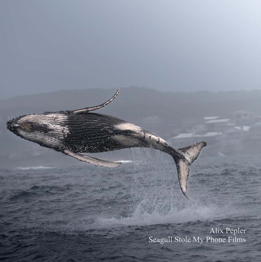 Knysna: Close Encounter Whale Watching Tour by Boat - Key points before you book