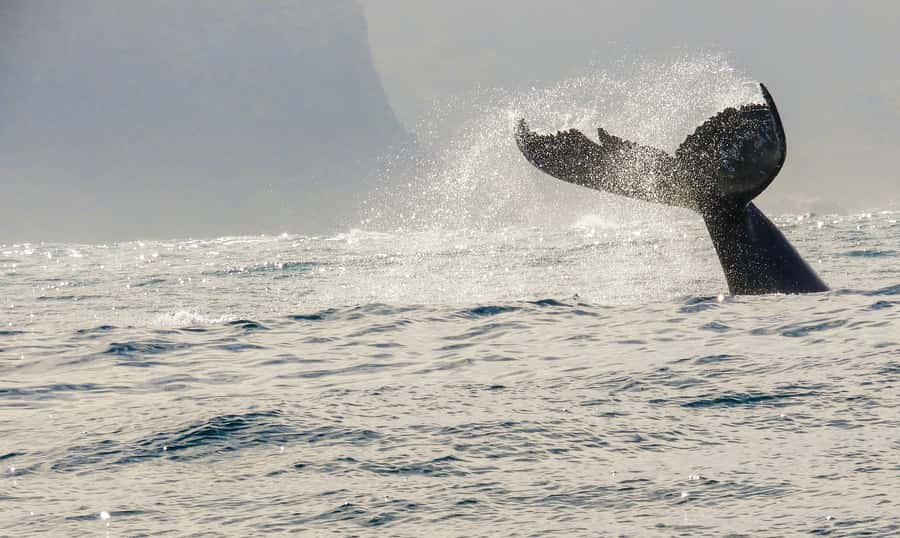 Knysna: Close Encounter Whale Watching Tour by Boat - How to prepare for a better ride
