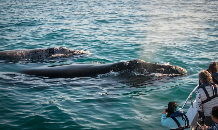 Knysna: Close Encounter Whale Watching Tour by Boat - Passing through the Knysna Heads