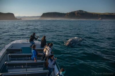 Knysna: Close Encounter Whale Watching Tour by Boat