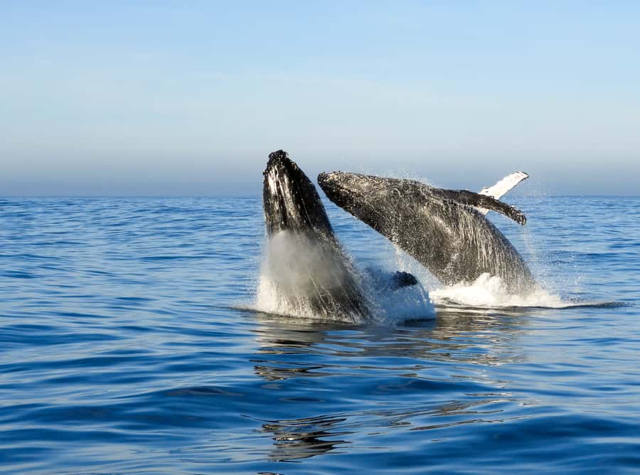 Knysna: Close Encounter Whale Watching Tour by Boat - Searching the Indian Ocean for whales