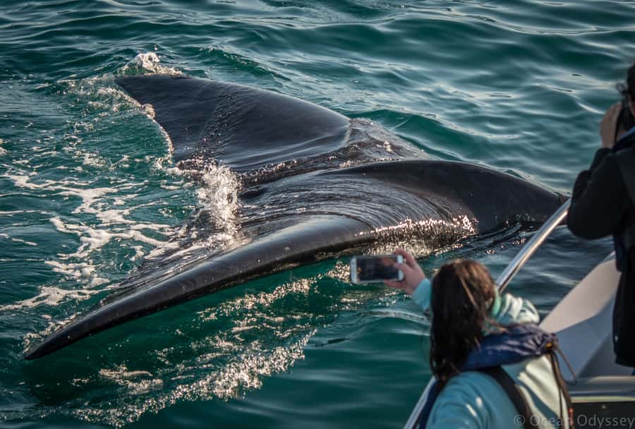 Knysna: Close Encounter Whale Watching Tour by Boat - Dolphins, seals, penguins, and seabirds
