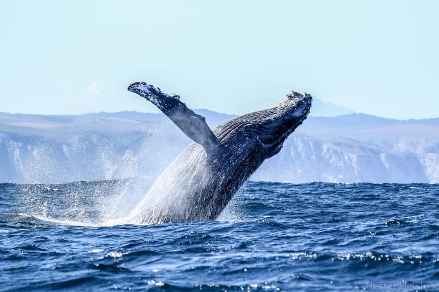Knysna: Close Encounter Whale Watching Tour by Boat - What the small capacity means for you