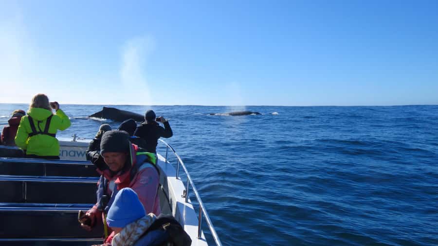 Knysna: Close Encounter Whale Watching Tour by Boat - Crew, safety, and the weather question