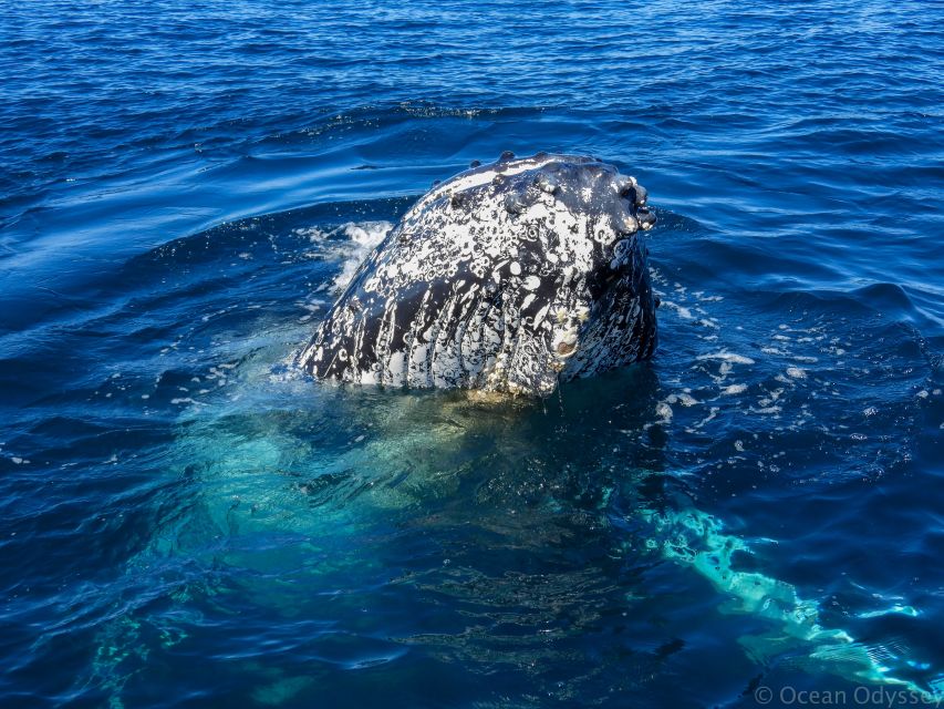 Knysna: Close Encounter Whale Watching Tour by Boat - Is $113 good value?
