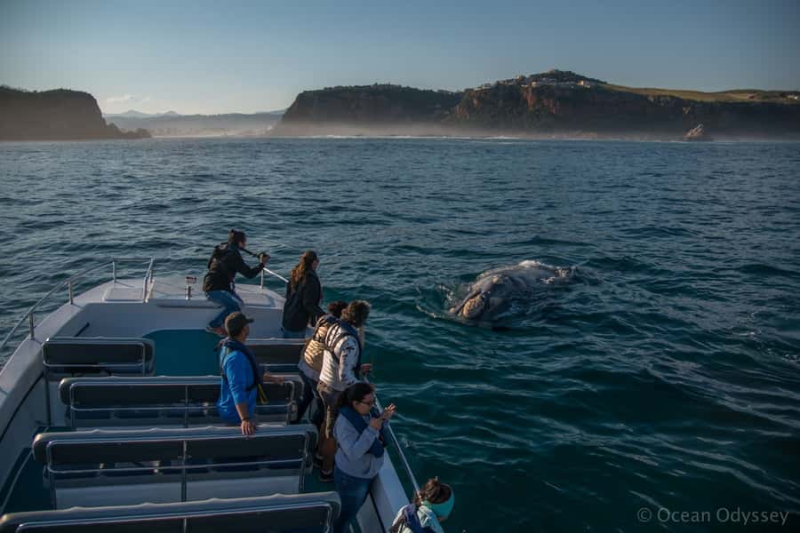 Knysna: Close Encounter Whale Watching Tour by Boat - From Thesen Harbour Town to the Knysna Estuary