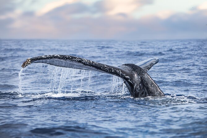 Kohola Whale Watching Excursion - Why a six-person boat changes the Kona whale watch