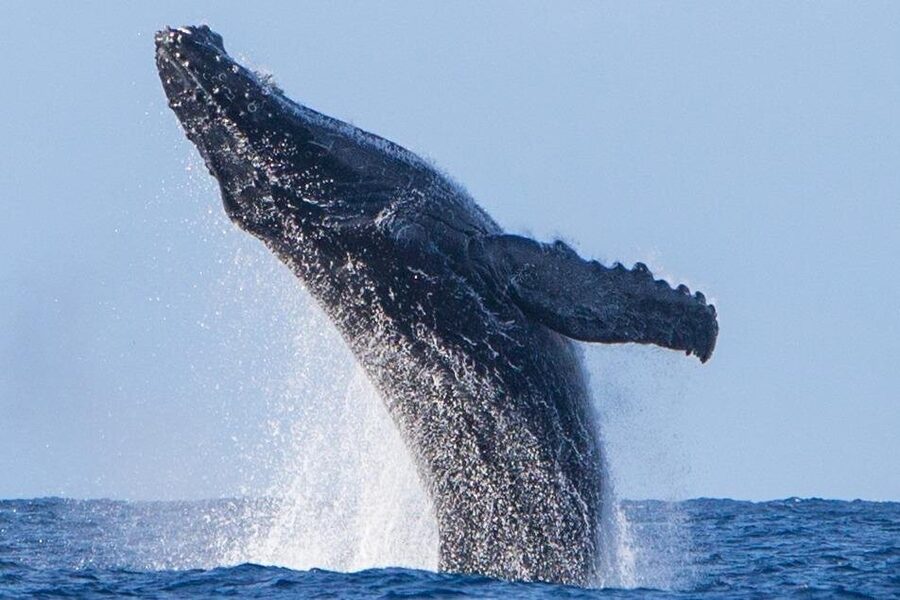 Kohola Whale Watching Excursion - Hearing the whales beneath the boat