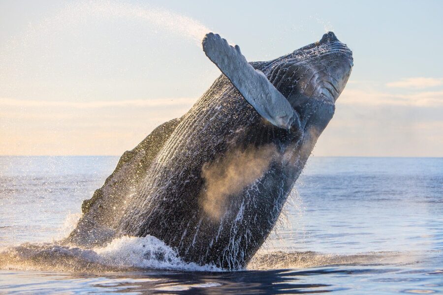 Kohola Whale Watching Excursion - A short snorkel, only when the sea allows
