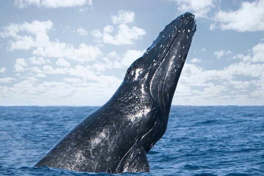 Kohola Whale Watching Excursion - What the $160 price buys you