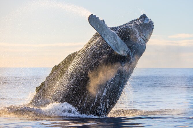 Kohola Whale Watching Excursion - Who will enjoy this outing most