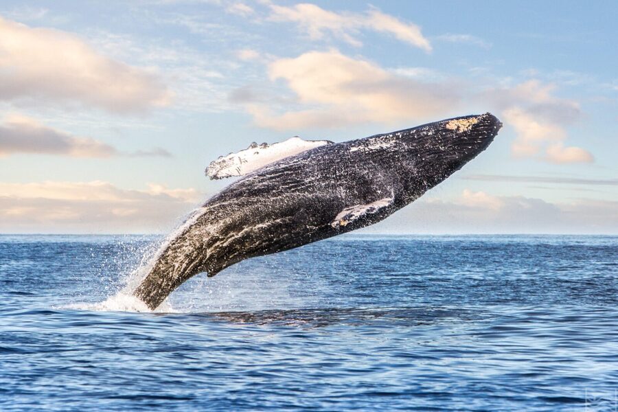 Kohola Whale Watching Excursion - Practical ways to prepare for the afternoon
