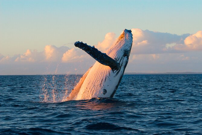 Kona Deluxe Catamaran Whale Watch - The Spirit of Aloha and the first minutes on board