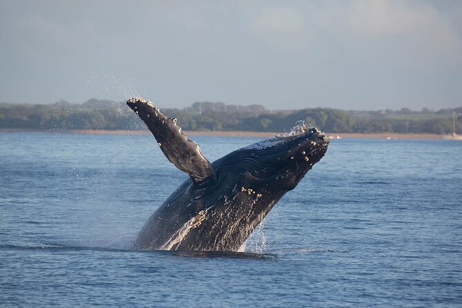 Kona Deluxe Catamaran Whale Watch - How much value do you get for $109?