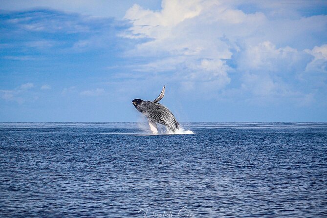 Kona Deluxe Catamaran Whale Watch - Who will enjoy this Kona whale watch?