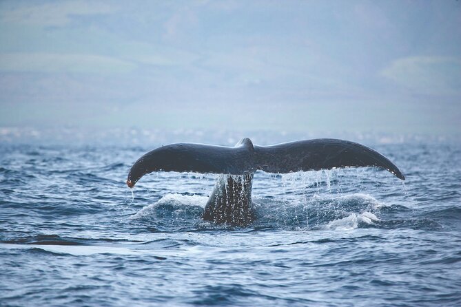 Kona Deluxe Catamaran Whale Watch - The overall feel of the cruise