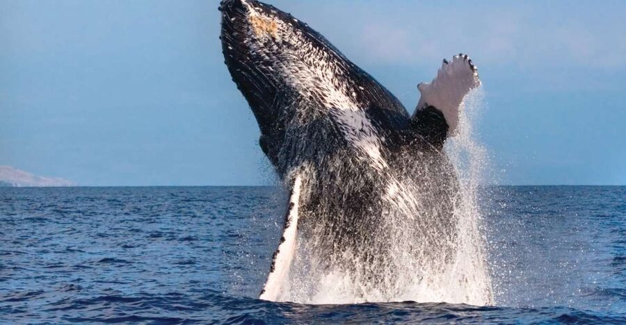 Kona Deluxe Catamaran Whale Watching Cruise - Key points to know before booking