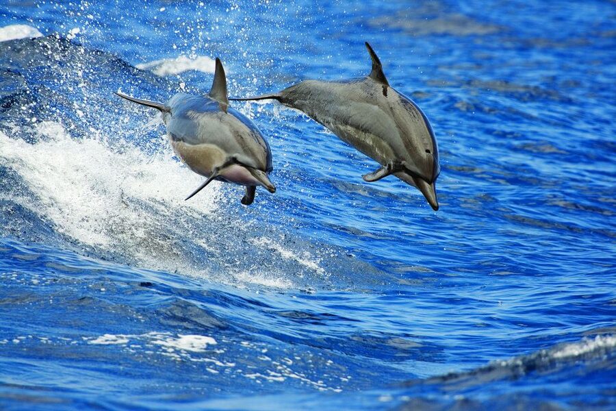 Kona Deluxe Catamaran Whale Watching Cruise - The whale guarantee and what it really means