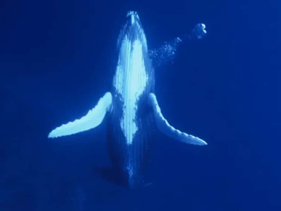 Kona: Dolphin & Whale Watching Tour - Setting Out From Keauhou Bay