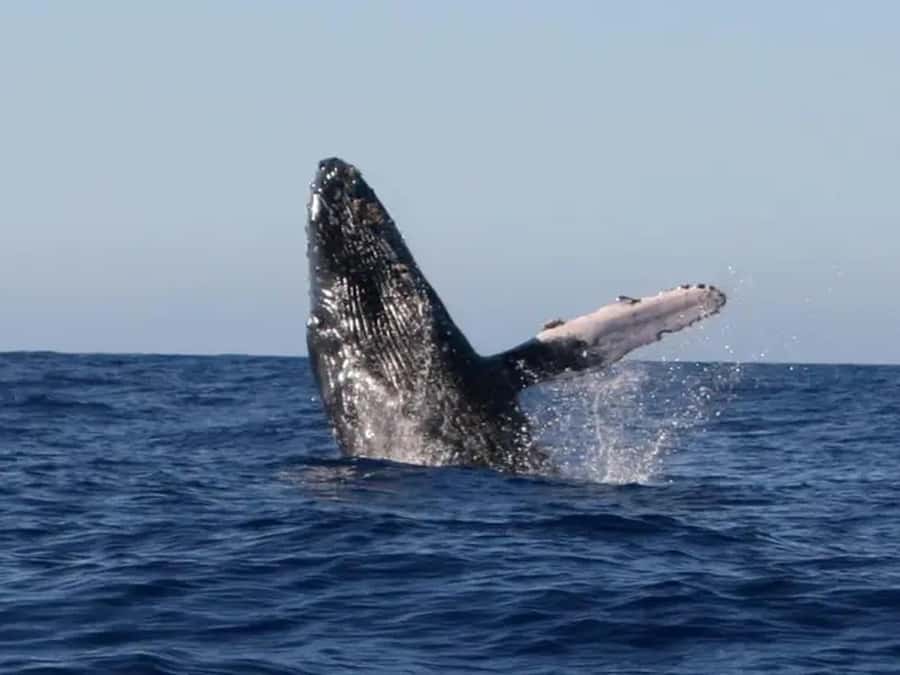 Kona: Dolphin & Whale Watching Tour - Watching Konas Marine Life From the Water