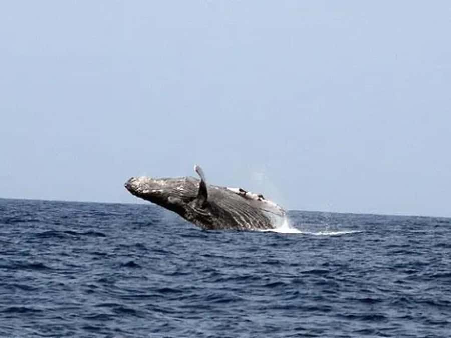 Kona: Dolphin & Whale Watching Tour - Sea Caves, Arches, and Lava Tubes Along the Route