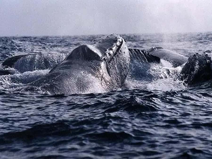 Kona: Dolphin & Whale Watching Tour - The $107 Question: What You Receive for the Price