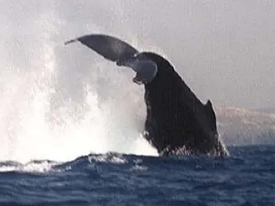 Kona: Dolphin & Whale Watching Tour - Who Will Enjoy This Kona Boat Trip Most