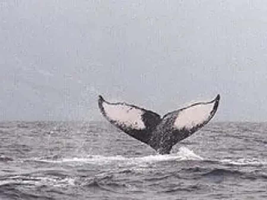 Kona: Dolphin & Whale Watching Tour - Practical Tips for a Smoother Departure