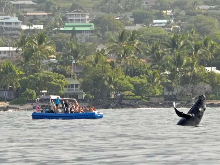 Kona: Dolphin & Whale Watching Tour - Seasonal Humpback Whales and Realistic Expectations