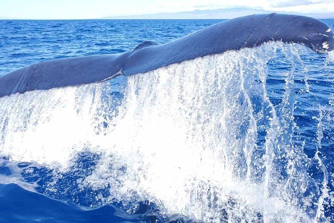 Kona's Guaranteed Whale Watch: An Unforgettable Ocean Encounter - The Seasonal Humpback Visit