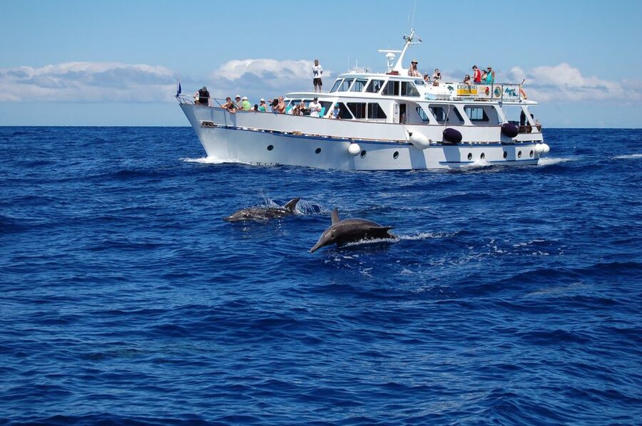 La Gomera: Whale Watching Tour on an Dynamic Boat - Is $57 a fair price?