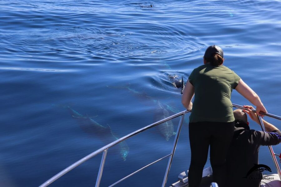 La Palma: Whale Watching Experience and Coastal Highlights - Key points at a glance