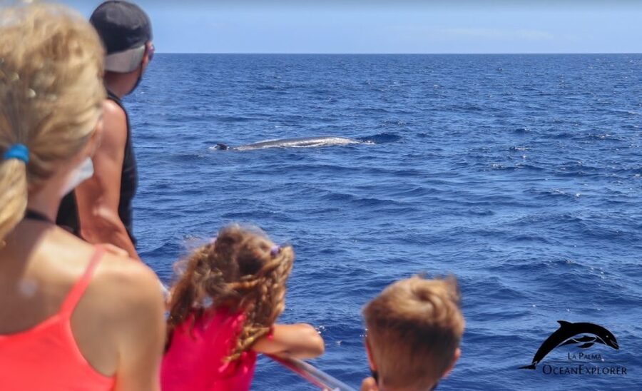 La Palma: Whale Watching Experience and Coastal Highlights - Who should book this cruise?