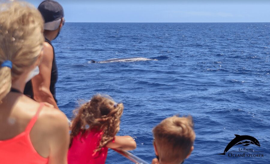 La Palma: Whale Watching Experience and Coastal Highlights - Why this La Palma boat trip is more than a dolphin search