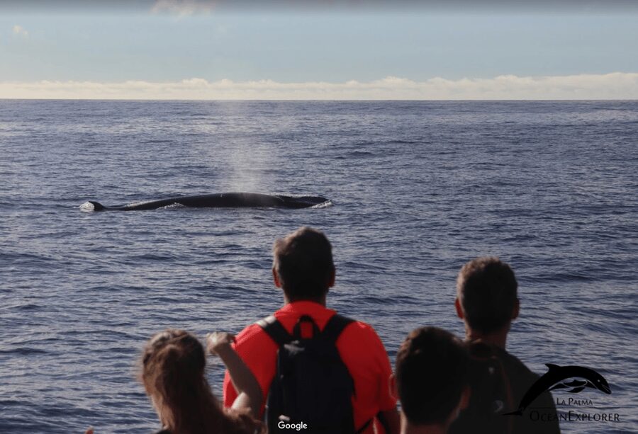 La Palma: Whale Watching Experience and Coastal Highlights - The west coast, Cueva Bonita, and Porís de Candelaria