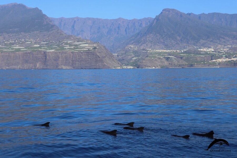 La Palma: Whale Watching Experience and Coastal Highlights - Searching open water for whales and dolphins
