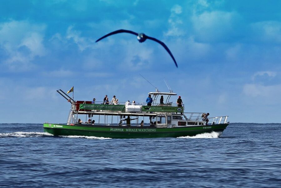 La Palma: Whale Watching Experience and Coastal Highlights - The new volcanic delta from the 2021 eruption