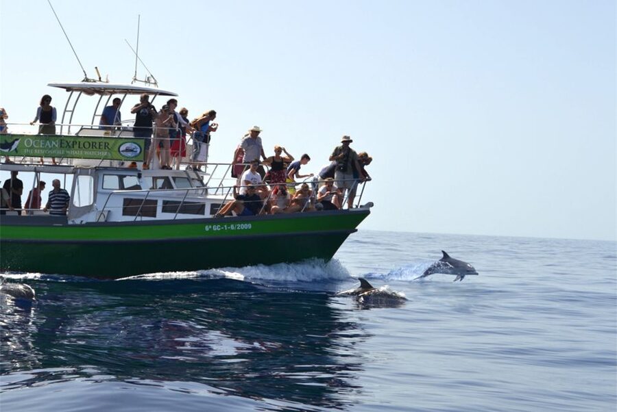 La Palma: Whale Watching Experience and Coastal Highlights - The guides and the onboard commentary