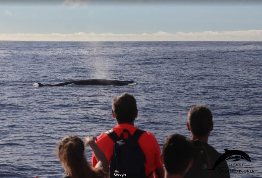 La Palma: Whale Watching Experience and Coastal Highlights - Comfort, weather, and what to bring