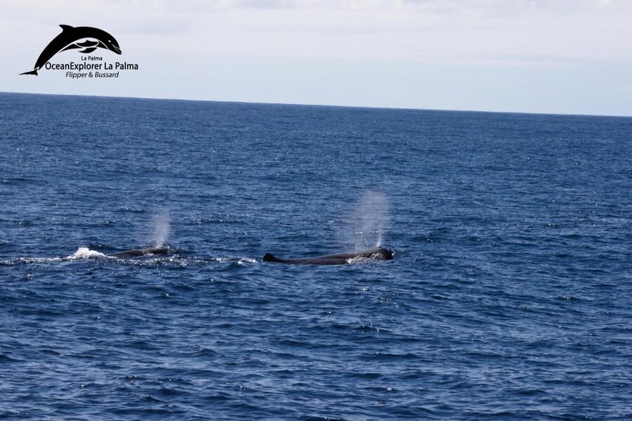 La Palma: Whale Watching Experience and Coastal Highlights - Setting out from Puerto de Tazacorte