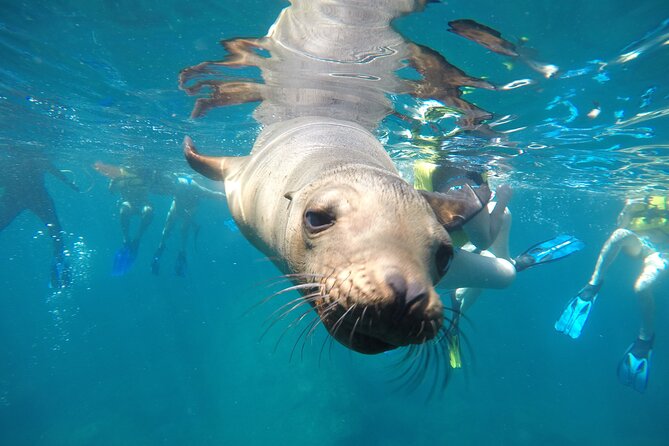 La Paz Whale Shark & Sea Lion Snorkeling + Balandra Tour - Key Details Before You Book