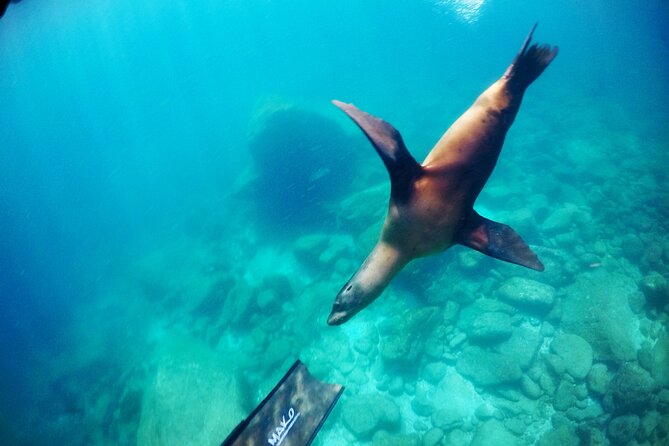 La Paz Whale Shark & Sea Lion Snorkeling + Balandra Tour - Balandra Beach, Ceviche, and Time to Slow Down