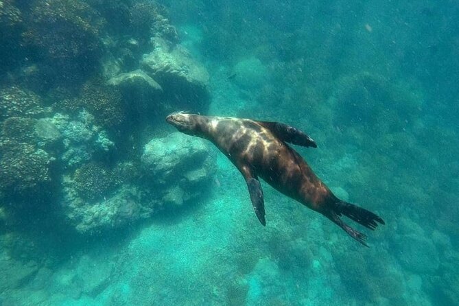 La Paz Whale Shark & Sea Lion Snorkeling + Balandra Tour - Who Will Enjoy This Tour Most