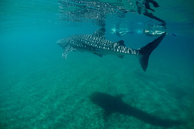 La Paz Whale Shark & Sea Lion Snorkeling + Balandra Tour - Meeting Whale Sharks in La Paz Bay